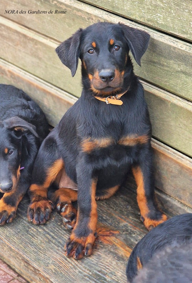 Des Gardiens De Rome - Chiots disponibles - Berger de Beauce