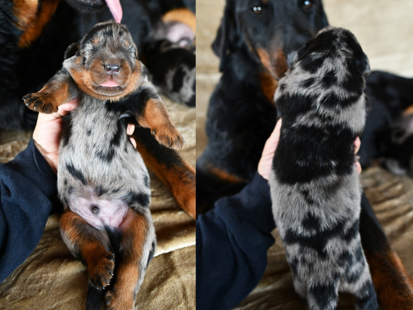 Des Gardiens De Rome - Chiots disponibles - Berger de Beauce