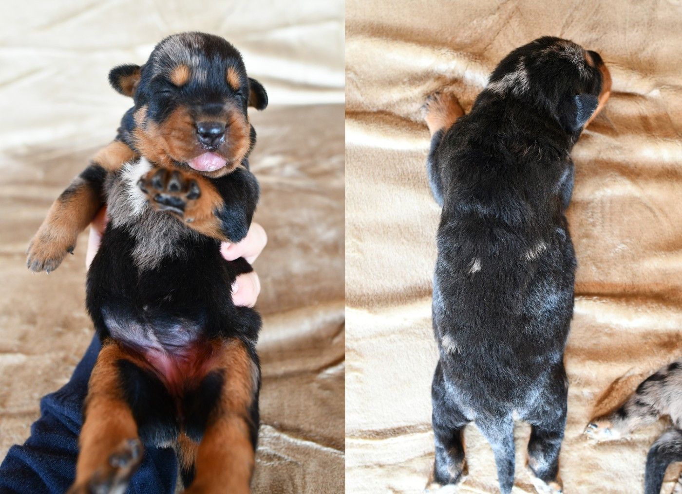 Des Gardiens De Rome - Chiots disponibles - Berger de Beauce