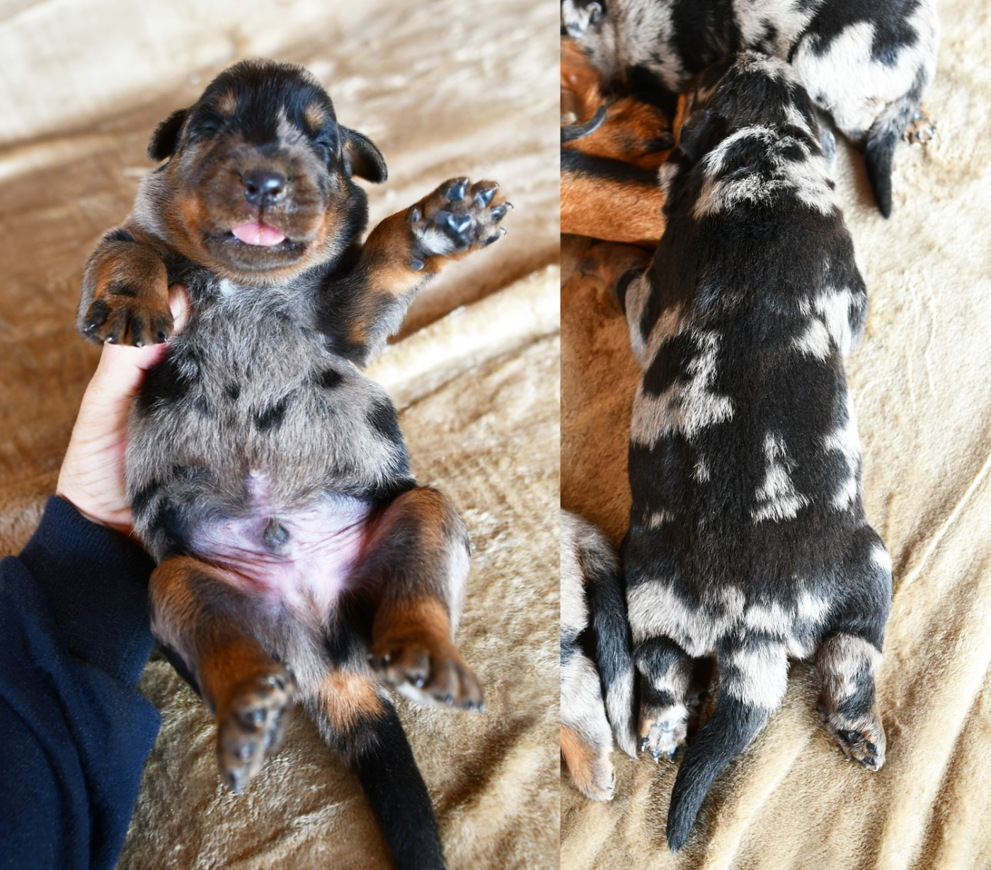 Des Gardiens De Rome - Chiots disponibles - Berger de Beauce