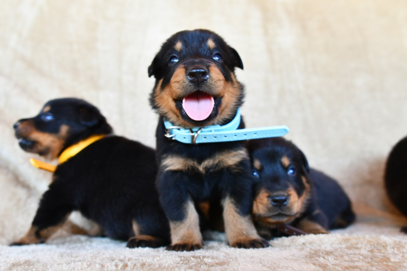 Des Gardiens De Rome - Chiots disponibles - Berger de Beauce