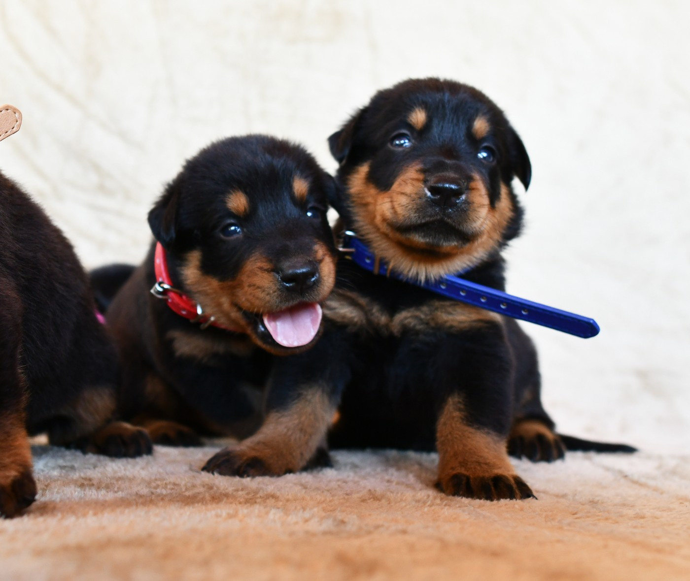 Des Gardiens De Rome - Chiots disponibles - Berger de Beauce