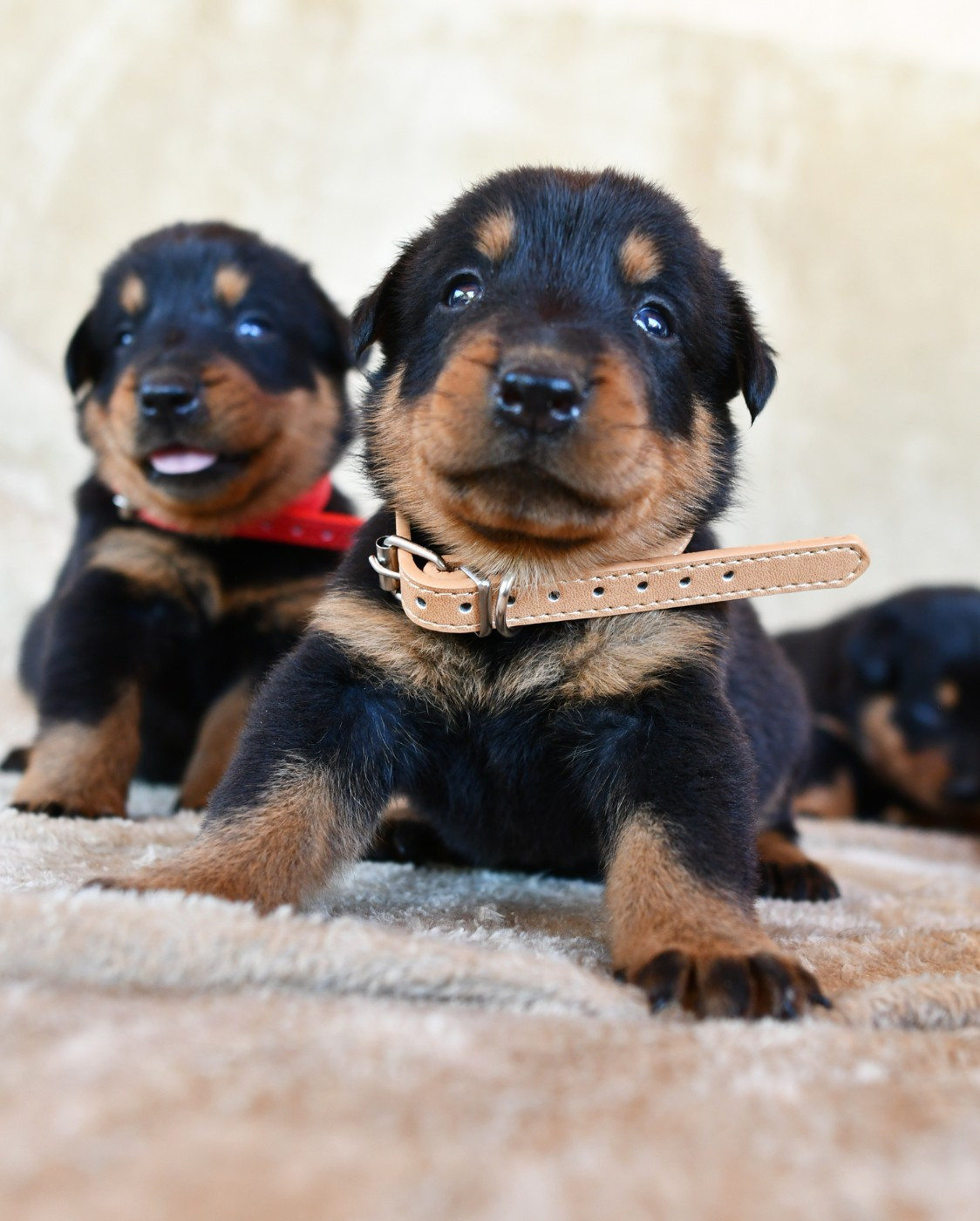 Des Gardiens De Rome - Chiots disponibles - Berger de Beauce