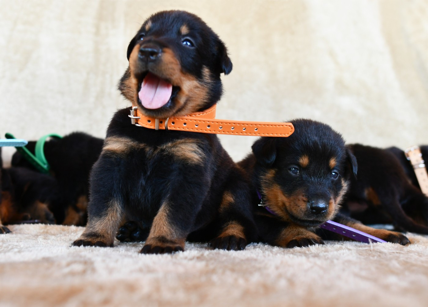 Des Gardiens De Rome - Chiots disponibles - Berger de Beauce