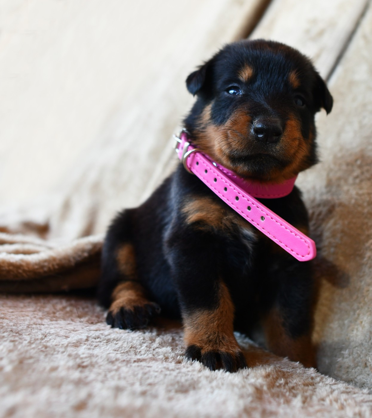 Des Gardiens De Rome - Chiots disponibles - Berger de Beauce