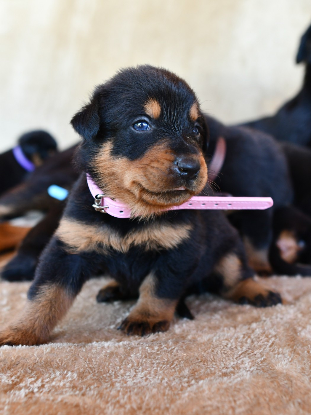 Des Gardiens De Rome - Chiots disponibles - Berger de Beauce