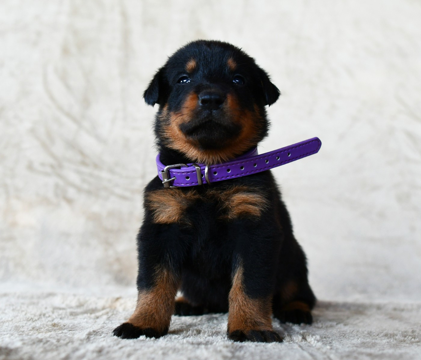 Des Gardiens De Rome - Chiots disponibles - Berger de Beauce