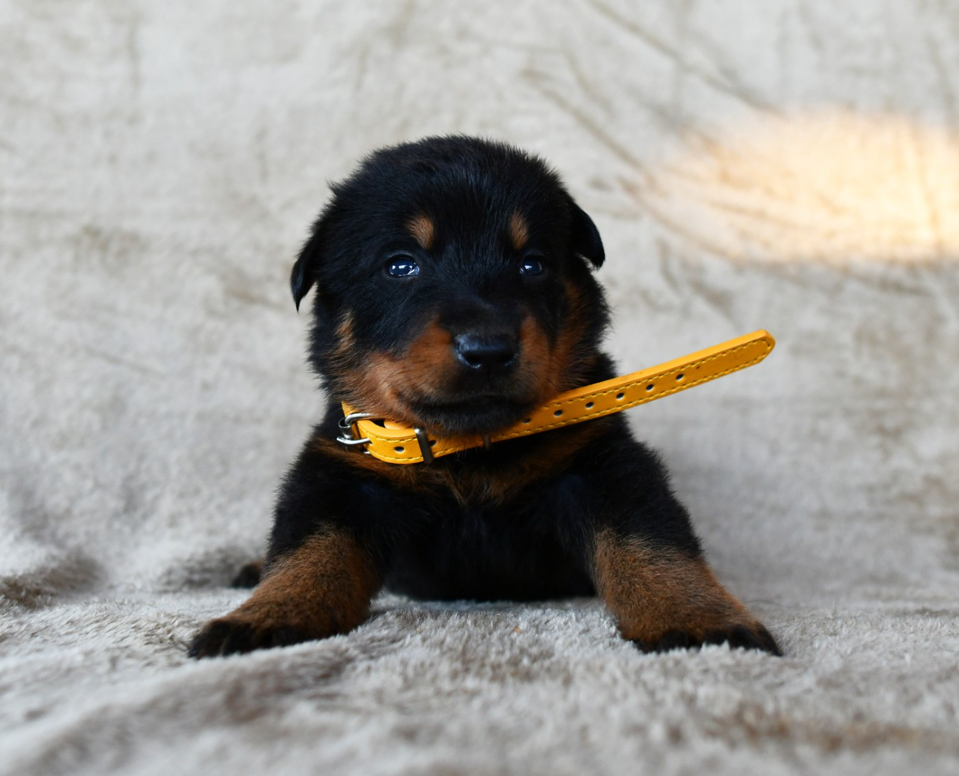 Des Gardiens De Rome - Chiots disponibles - Berger de Beauce