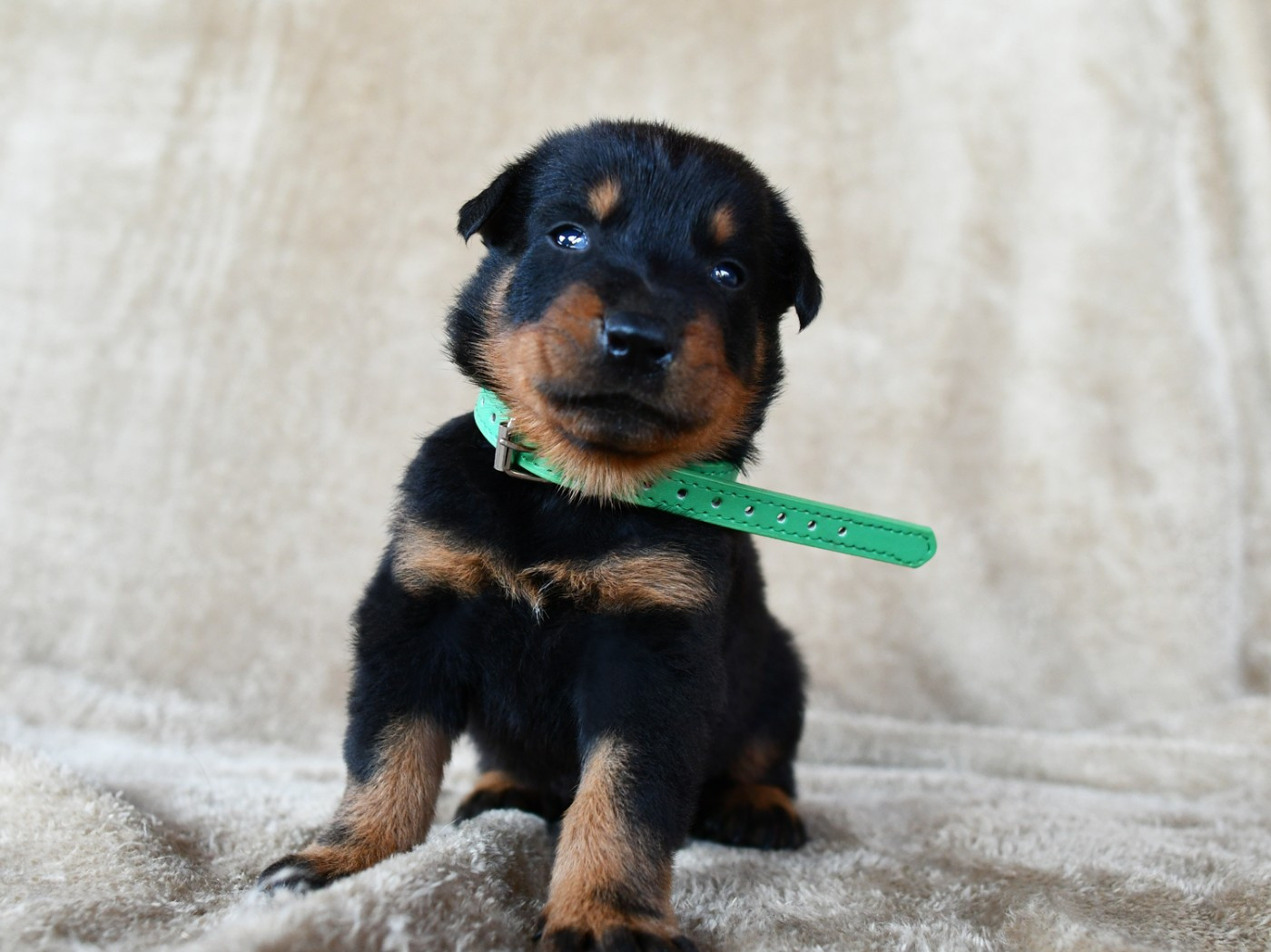Des Gardiens De Rome - Chiots disponibles - Berger de Beauce