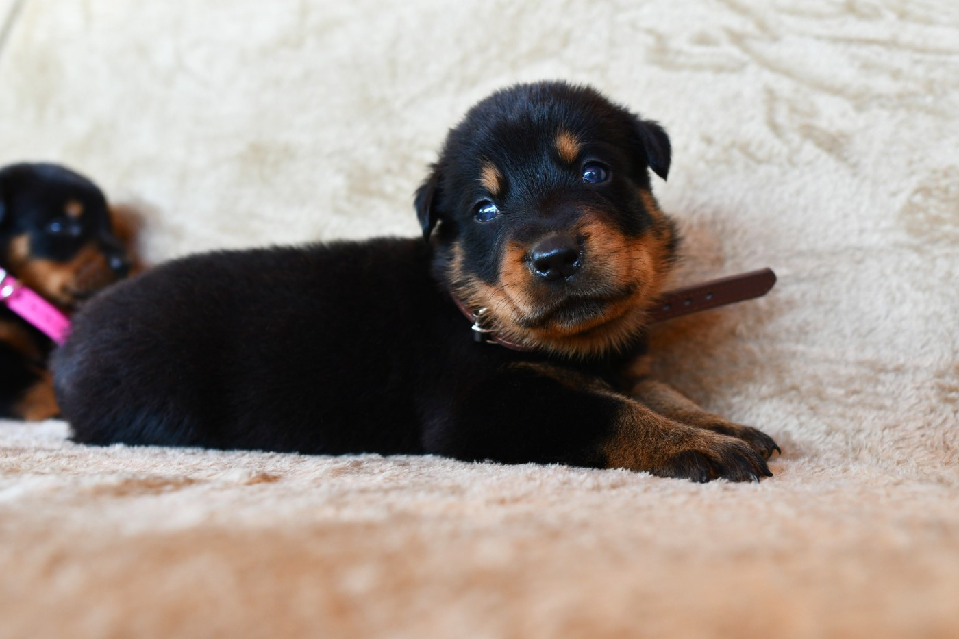 Des Gardiens De Rome - Chiots disponibles - Berger de Beauce