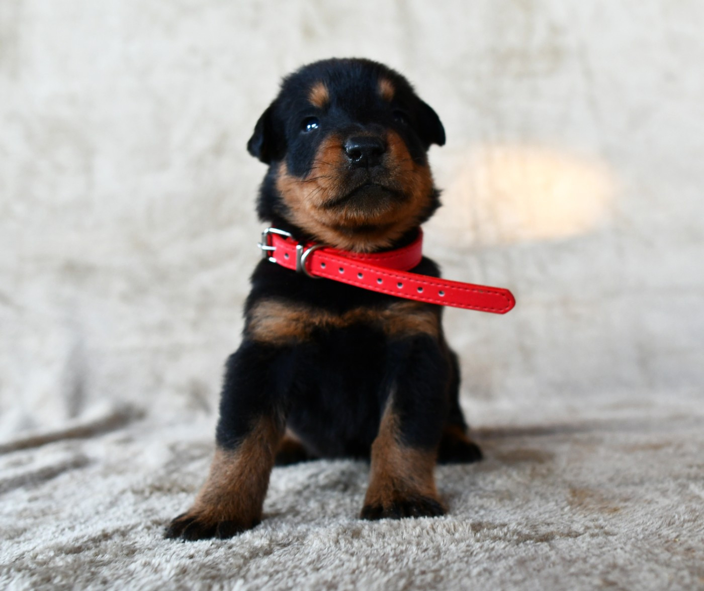 Des Gardiens De Rome - Chiots disponibles - Berger de Beauce