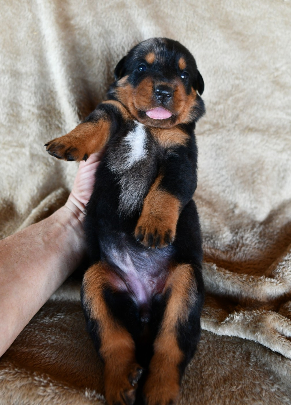Des Gardiens De Rome - Chiots disponibles - Berger de Beauce