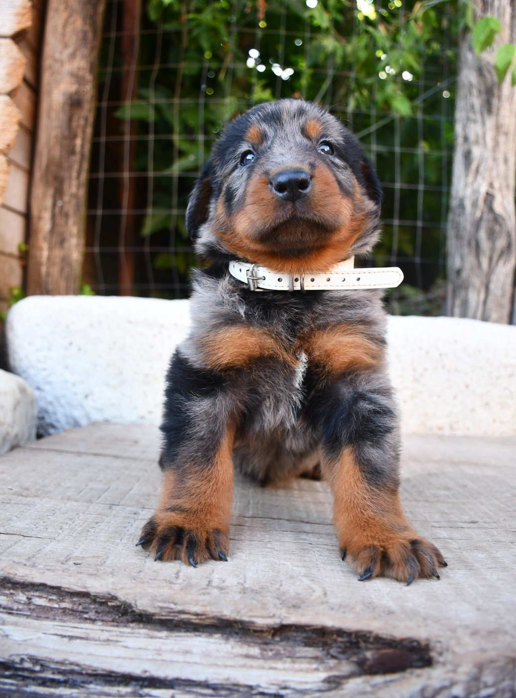 Des Gardiens De Rome - Chiots disponibles - Berger de Beauce
