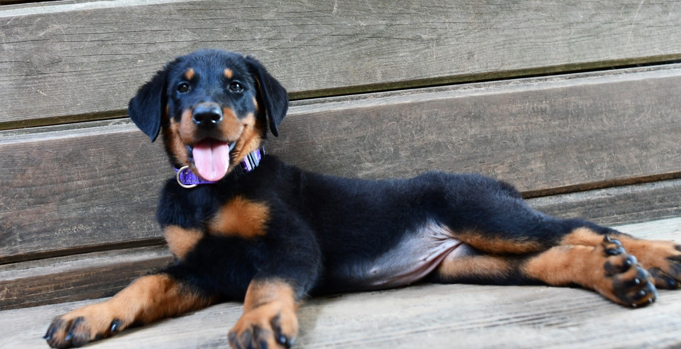 Des Gardiens De Rome - Chiots disponibles - Berger de Beauce