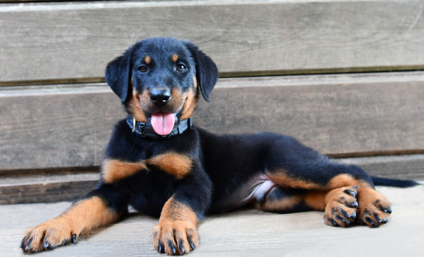 Des Gardiens De Rome - Chiots disponibles - Berger de Beauce