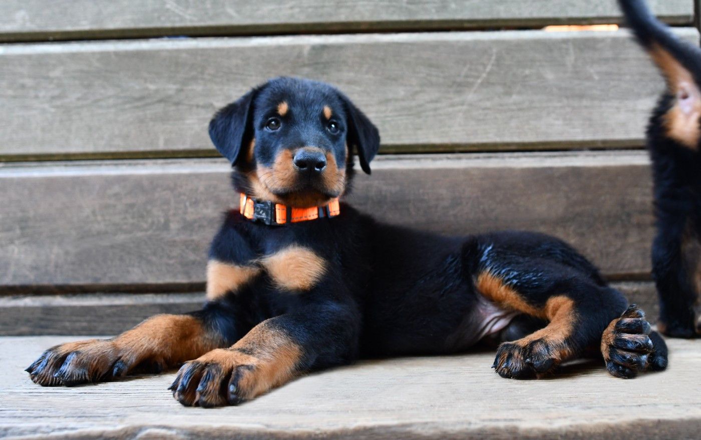 Des Gardiens De Rome - Chiots disponibles - Berger de Beauce