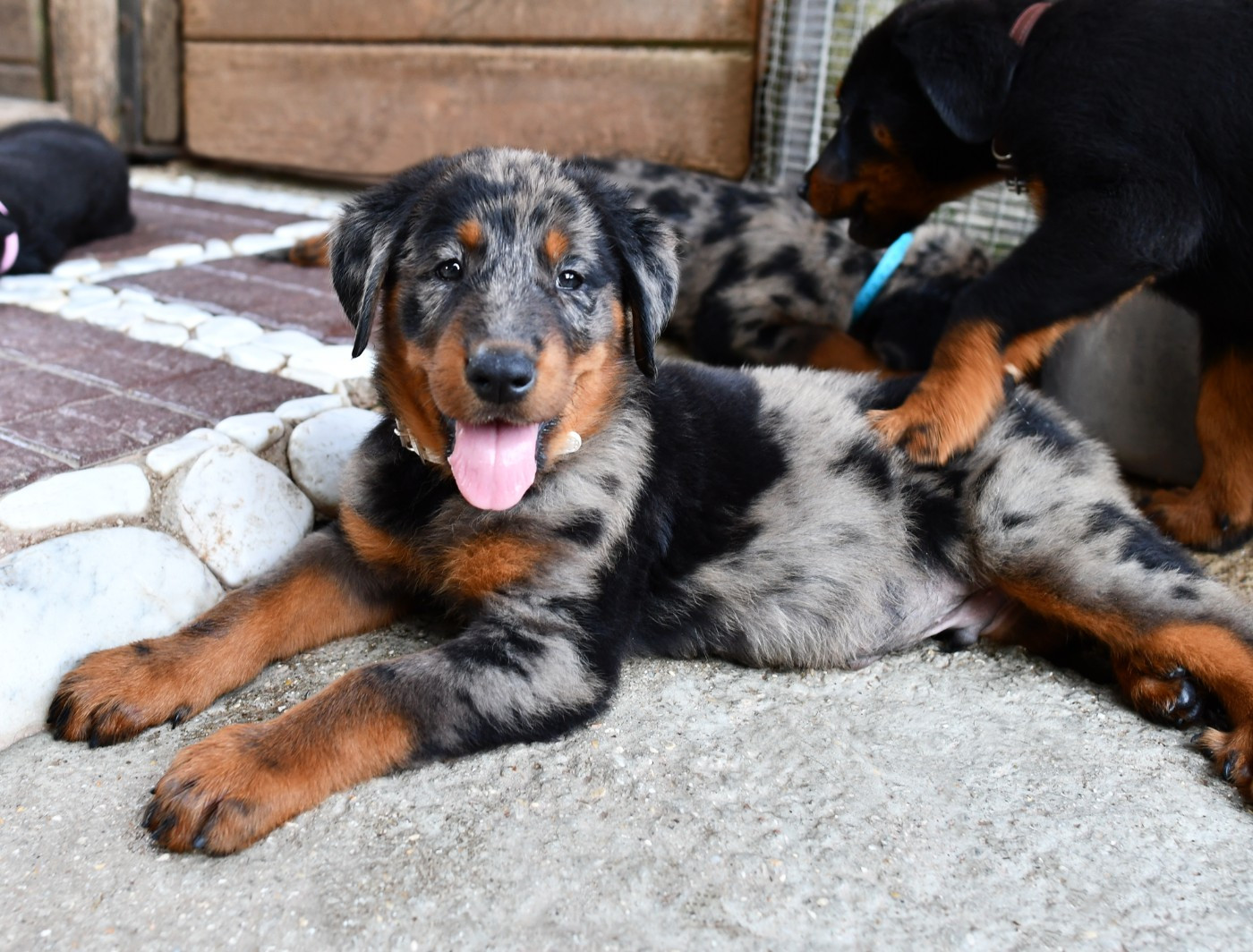Des Gardiens De Rome - Chiots disponibles - Berger de Beauce