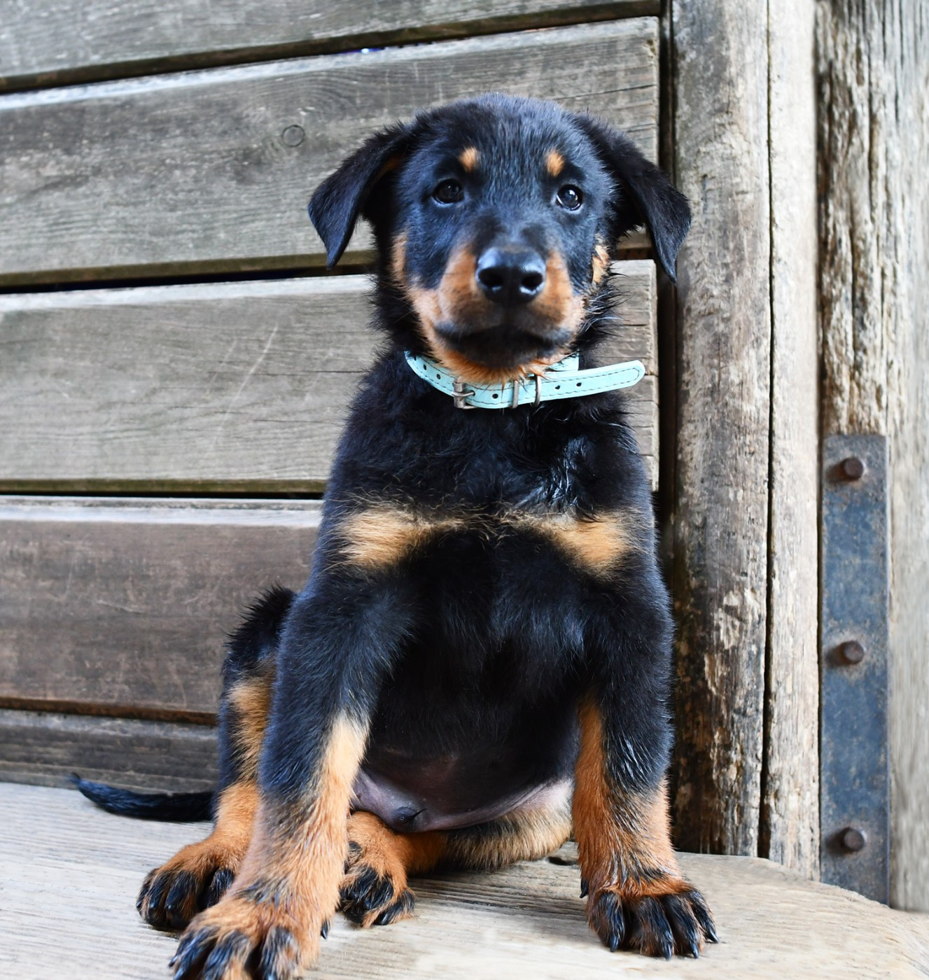 Des Gardiens De Rome - Chiots disponibles - Berger de Beauce