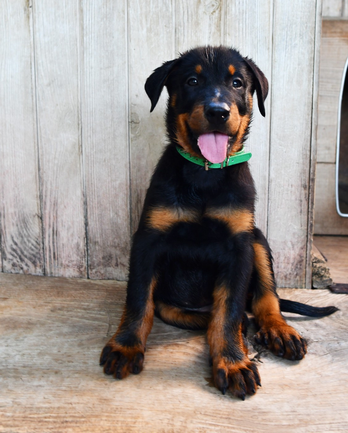 Des Gardiens De Rome - Chiots disponibles - Berger de Beauce