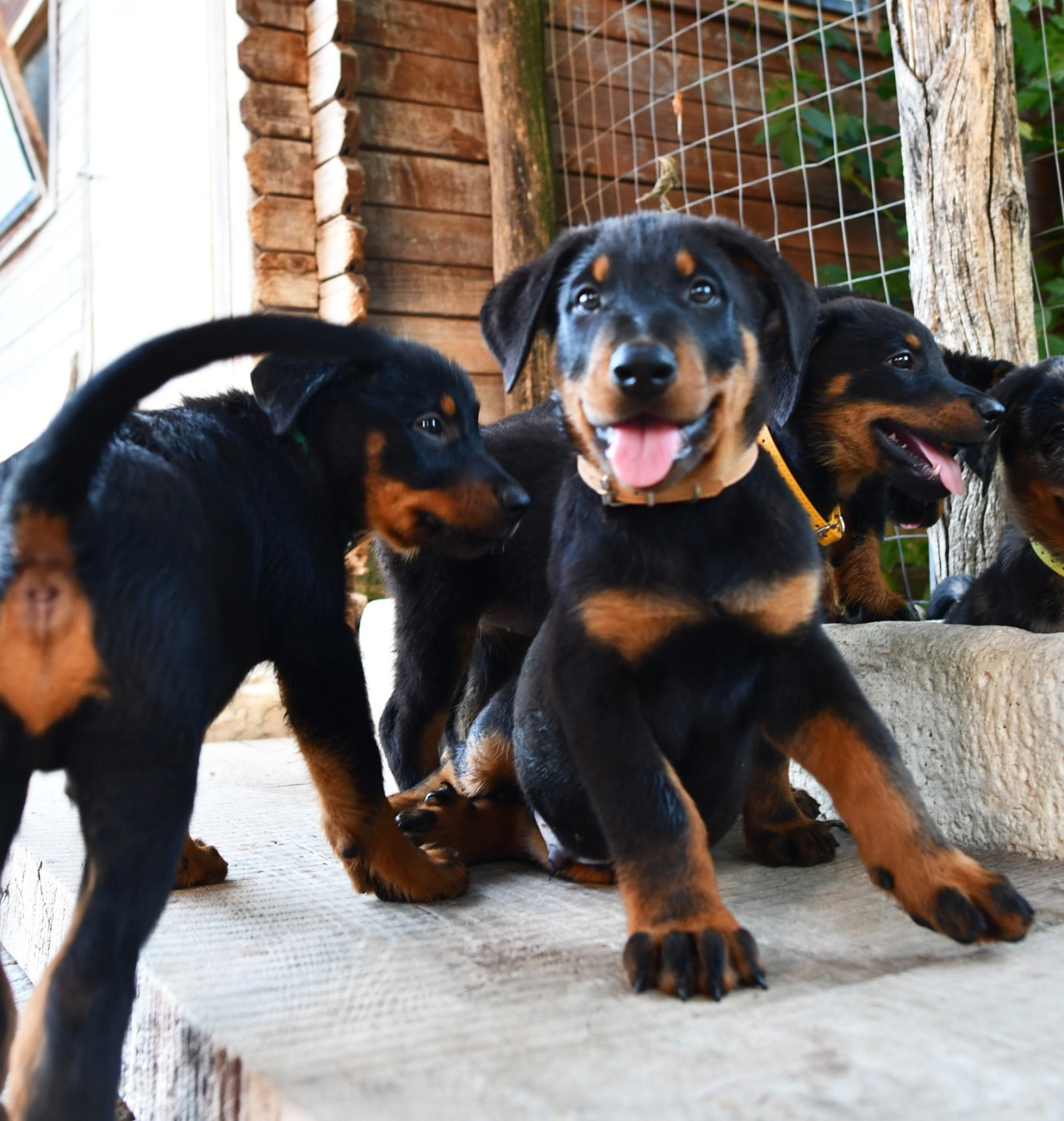Des Gardiens De Rome - Chiots disponibles - Berger de Beauce