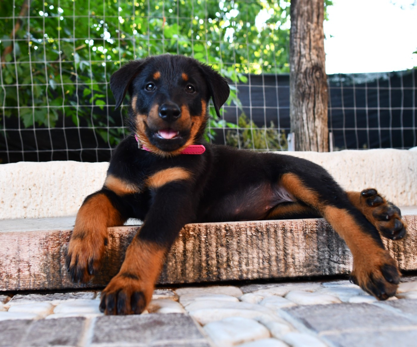 Des Gardiens De Rome - Chiots disponibles - Berger de Beauce