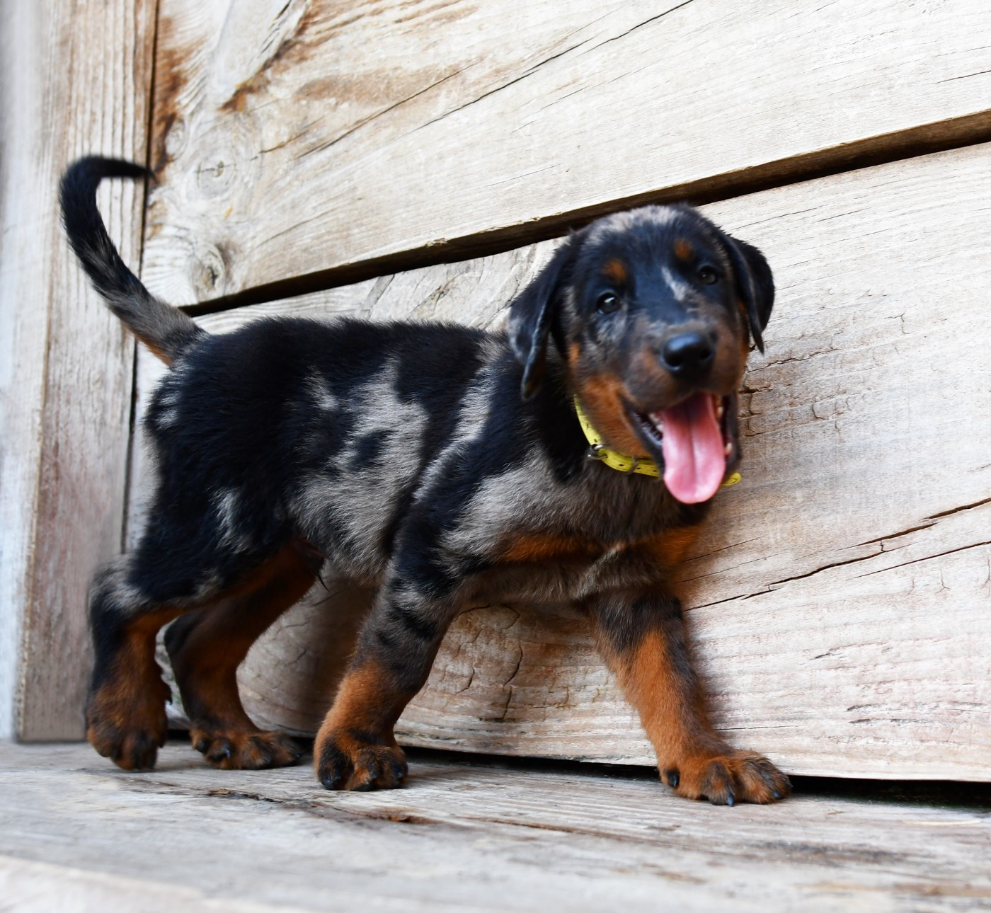 Des Gardiens De Rome - Chiots disponibles - Berger de Beauce