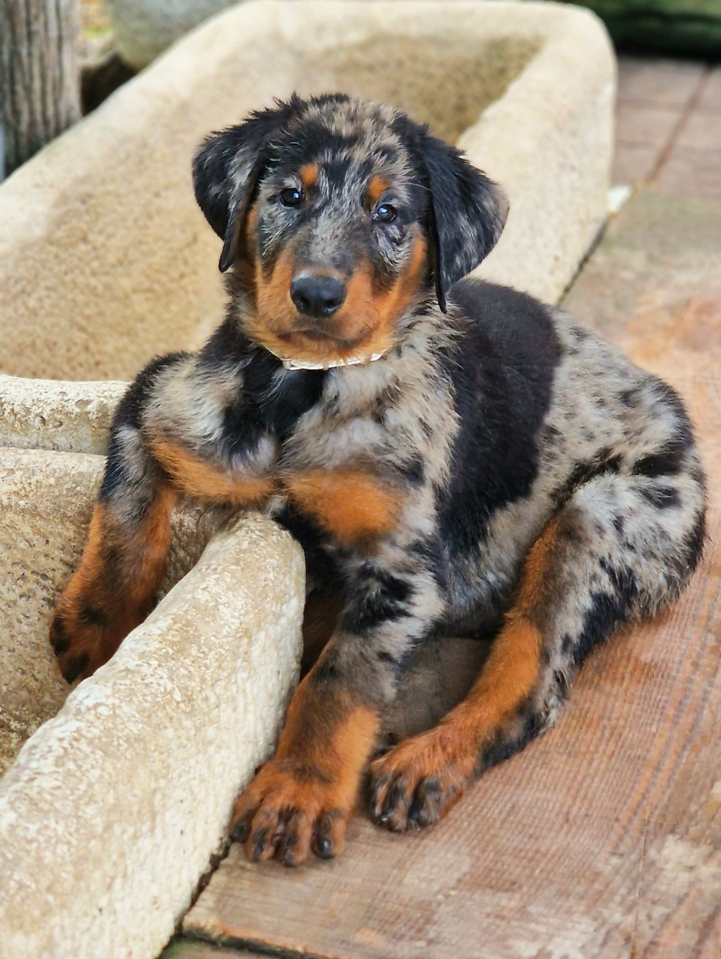 Des Gardiens De Rome - Chiots disponibles - Berger de Beauce