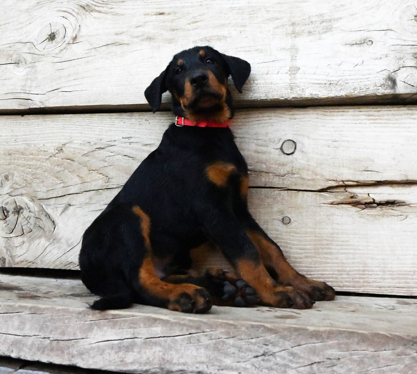 Des Gardiens De Rome - Chiots disponibles - Berger de Beauce