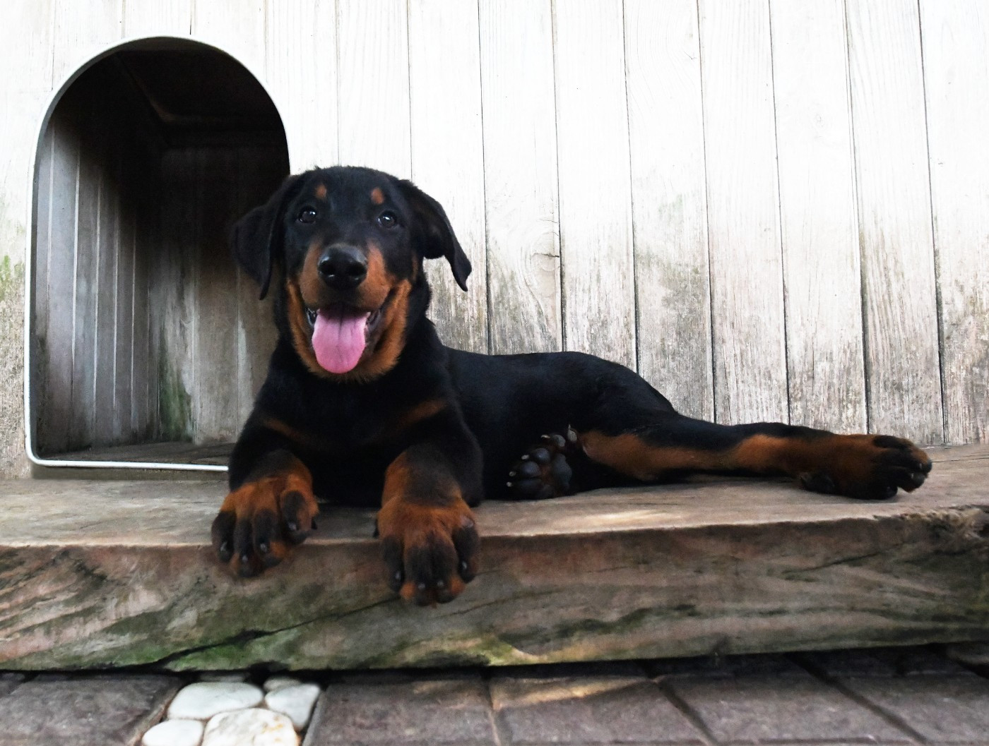 Des Gardiens De Rome - Chiots disponibles - Berger de Beauce