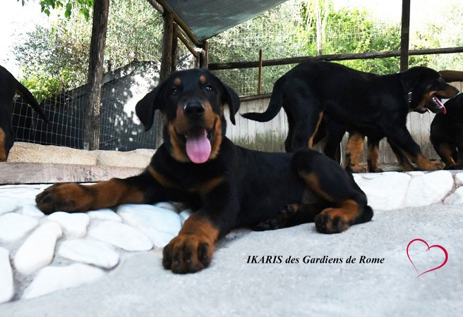 Des Gardiens De Rome - Chiots disponibles - Berger de Beauce