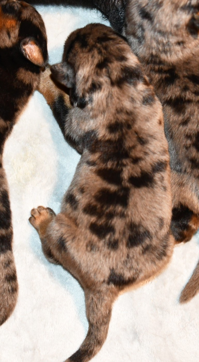 Des Gardiens De Rome - Chiots disponibles - Berger de Beauce