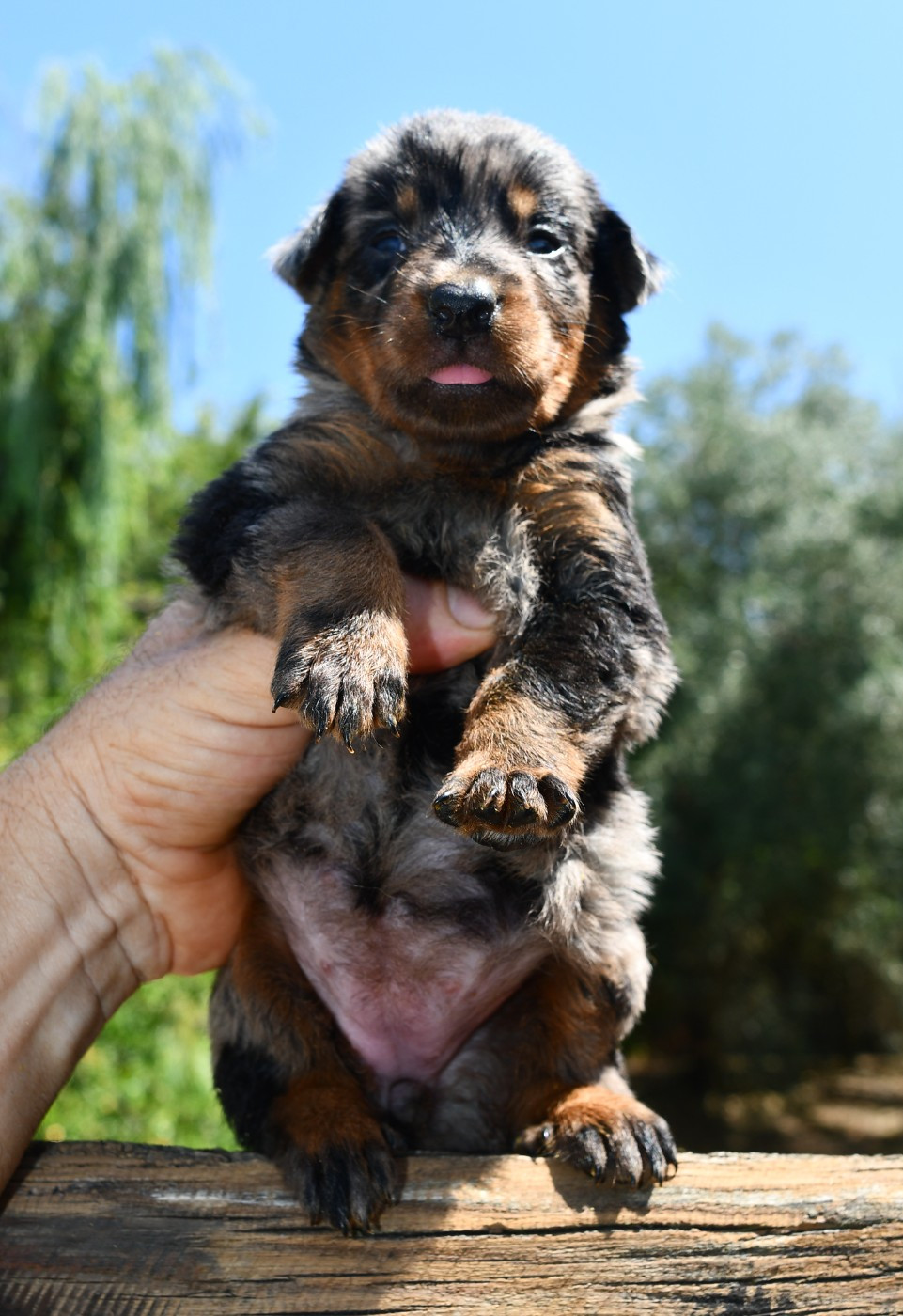 Des Gardiens De Rome - Chiots disponibles - Berger de Beauce