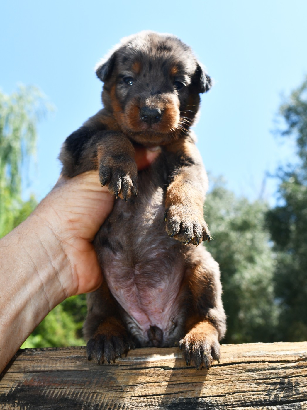 Des Gardiens De Rome - Chiots disponibles - Berger de Beauce