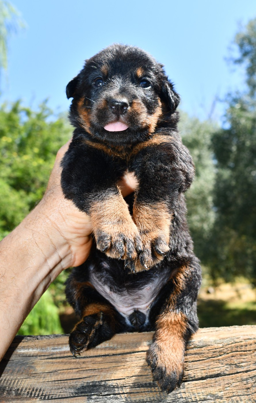 Des Gardiens De Rome - Chiots disponibles - Berger de Beauce