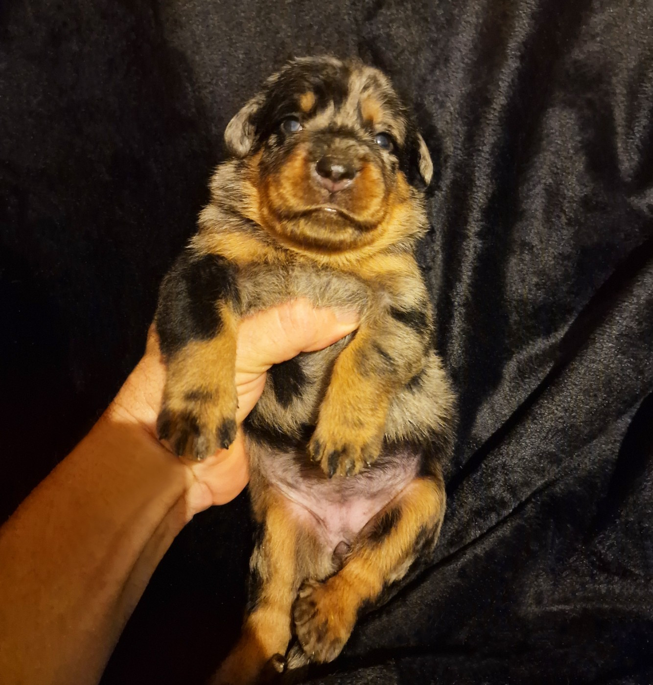 Des Gardiens De Rome - Chiots disponibles - Berger de Beauce