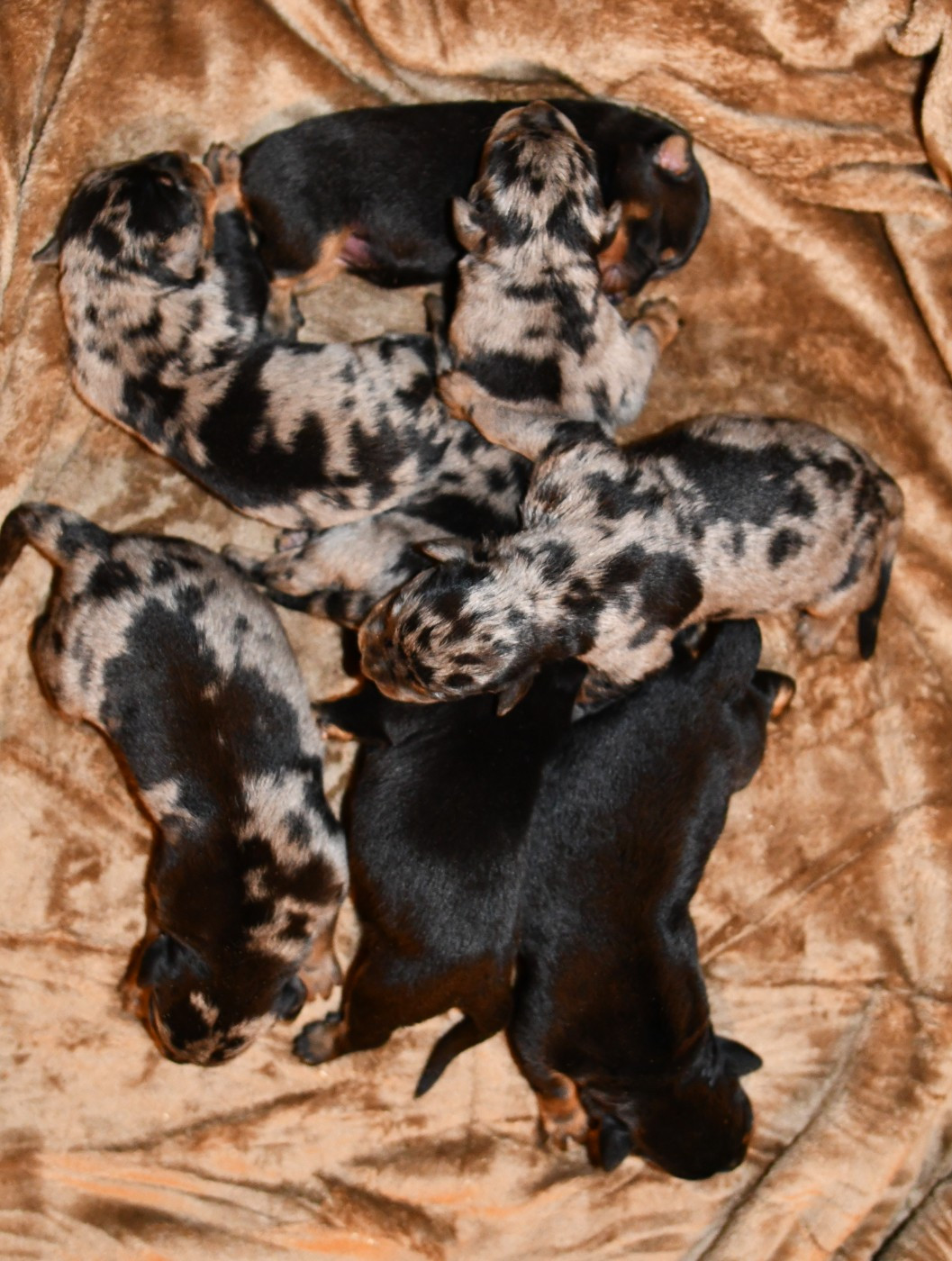 Des Gardiens De Rome - Chiots disponibles - Berger de Beauce