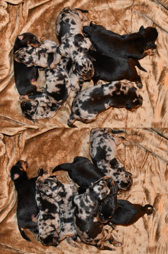 Des Gardiens De Rome - Chiots disponibles - Berger de Beauce