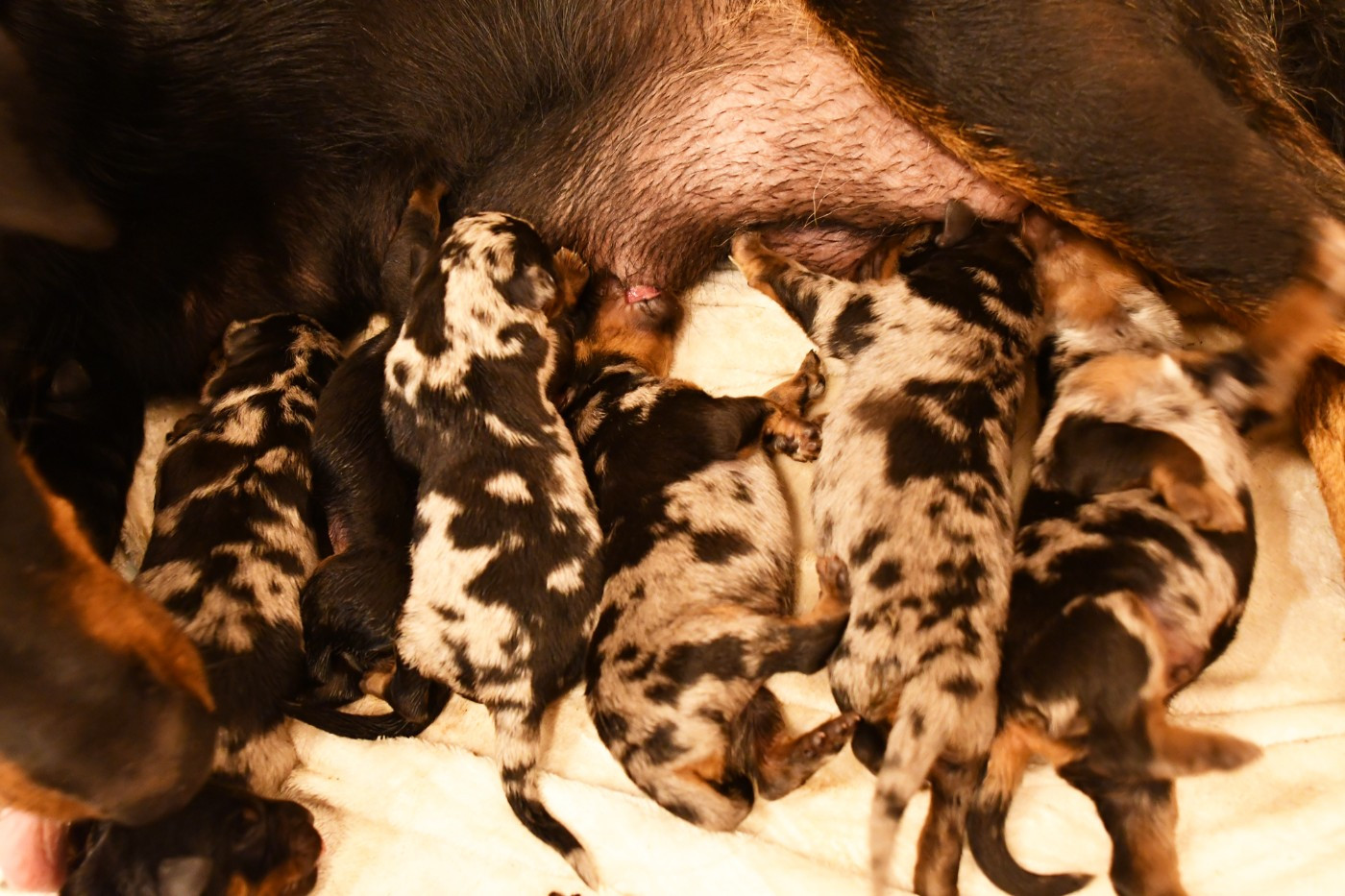 Des Gardiens De Rome - Chiots disponibles - Berger de Beauce