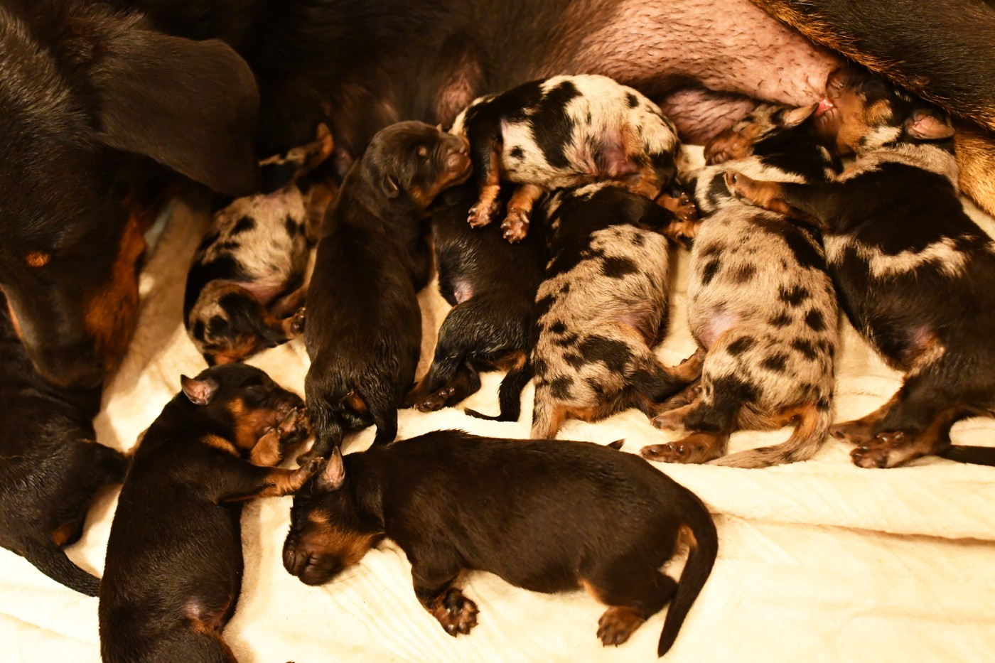 Des Gardiens De Rome - Chiots disponibles - Berger de Beauce