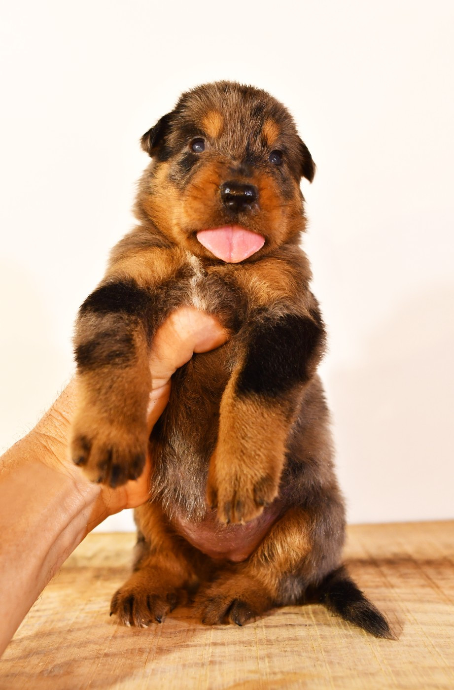 Des Gardiens De Rome - Chiots disponibles - Berger de Beauce