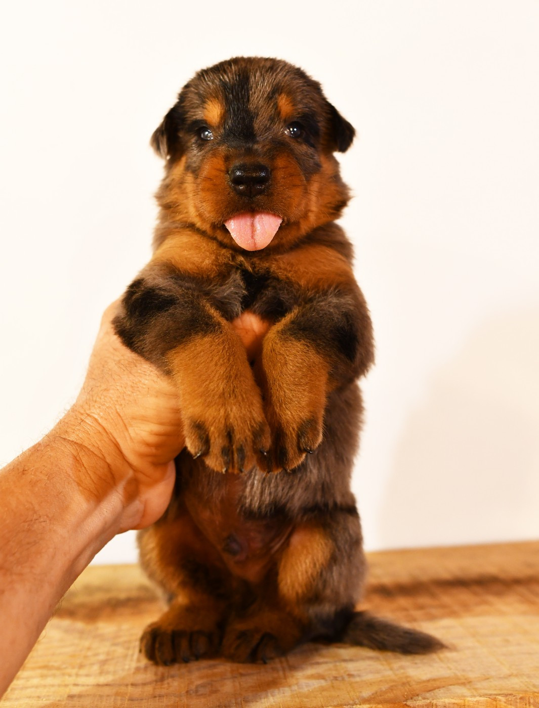Des Gardiens De Rome - Chiots disponibles - Berger de Beauce