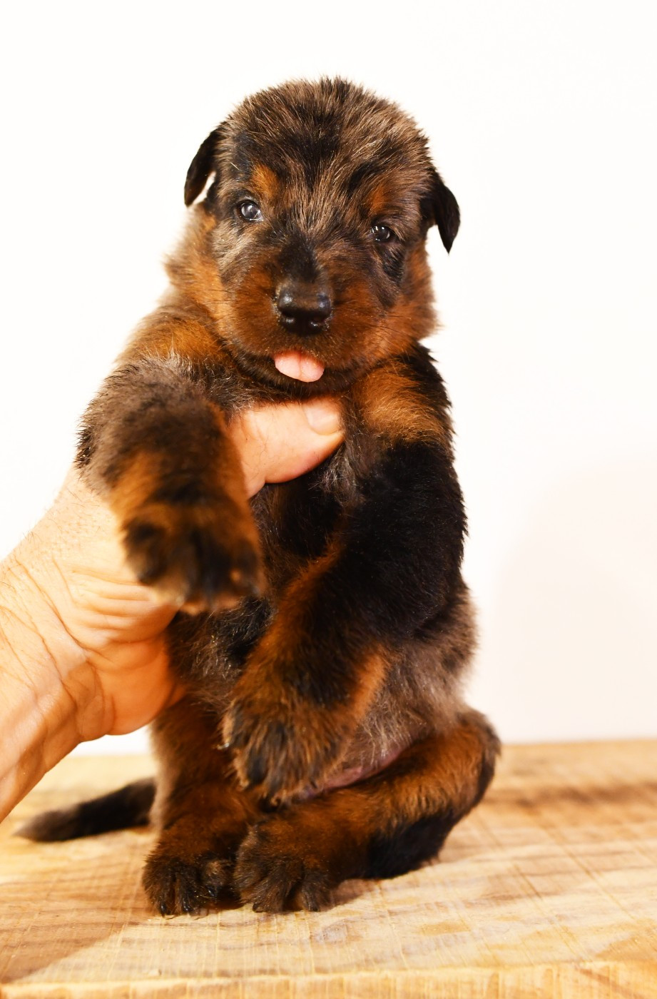 Des Gardiens De Rome - Chiots disponibles - Berger de Beauce