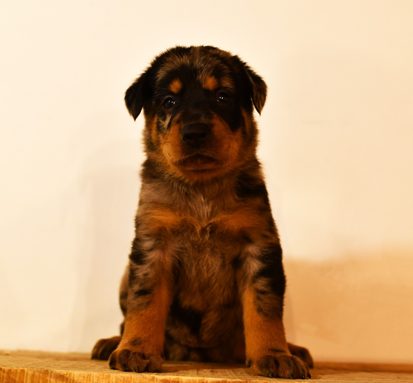 Des Gardiens De Rome - Chiots disponibles - Berger de Beauce
