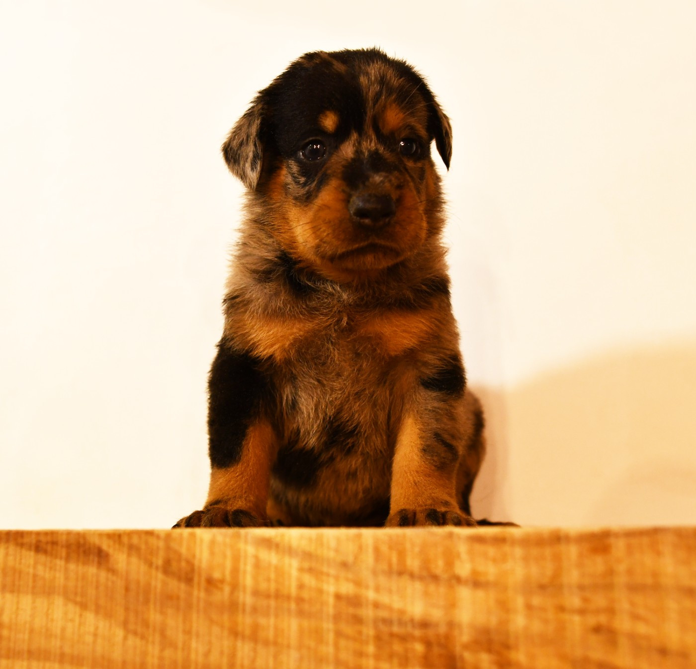 Des Gardiens De Rome - Chiots disponibles - Berger de Beauce