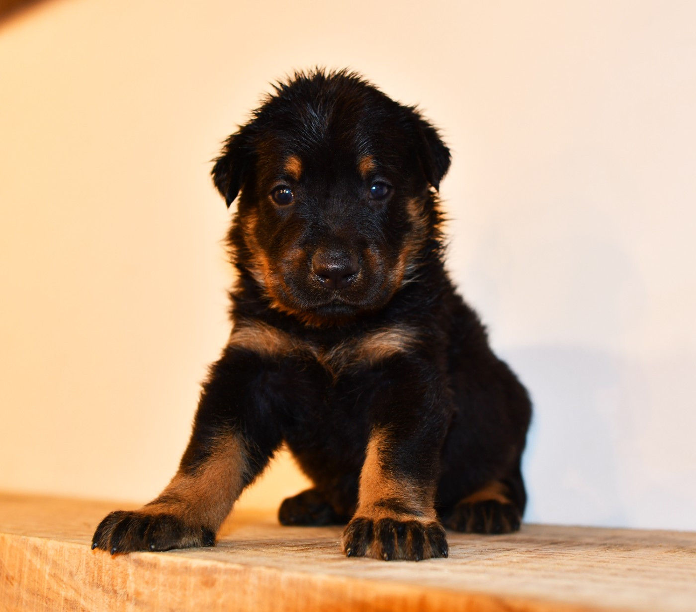 Des Gardiens De Rome - Chiots disponibles - Berger de Beauce