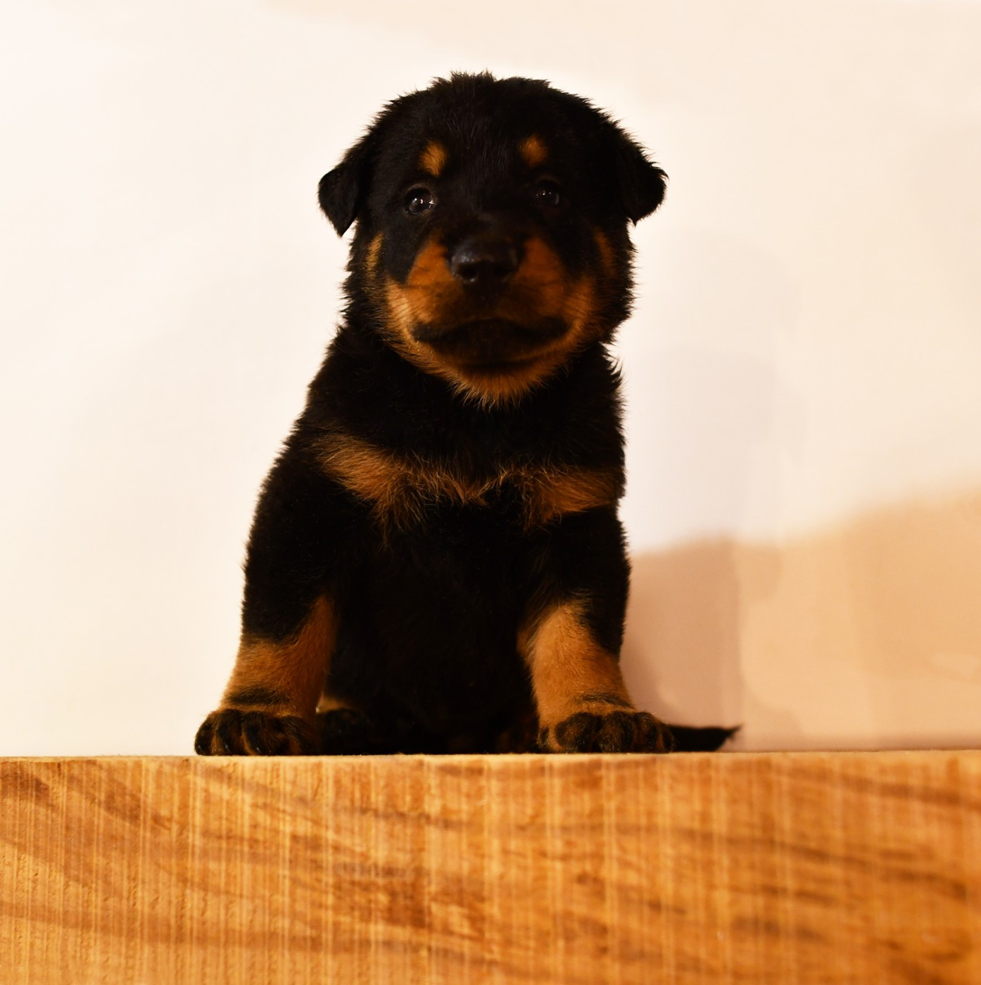 Des Gardiens De Rome - Chiots disponibles - Berger de Beauce