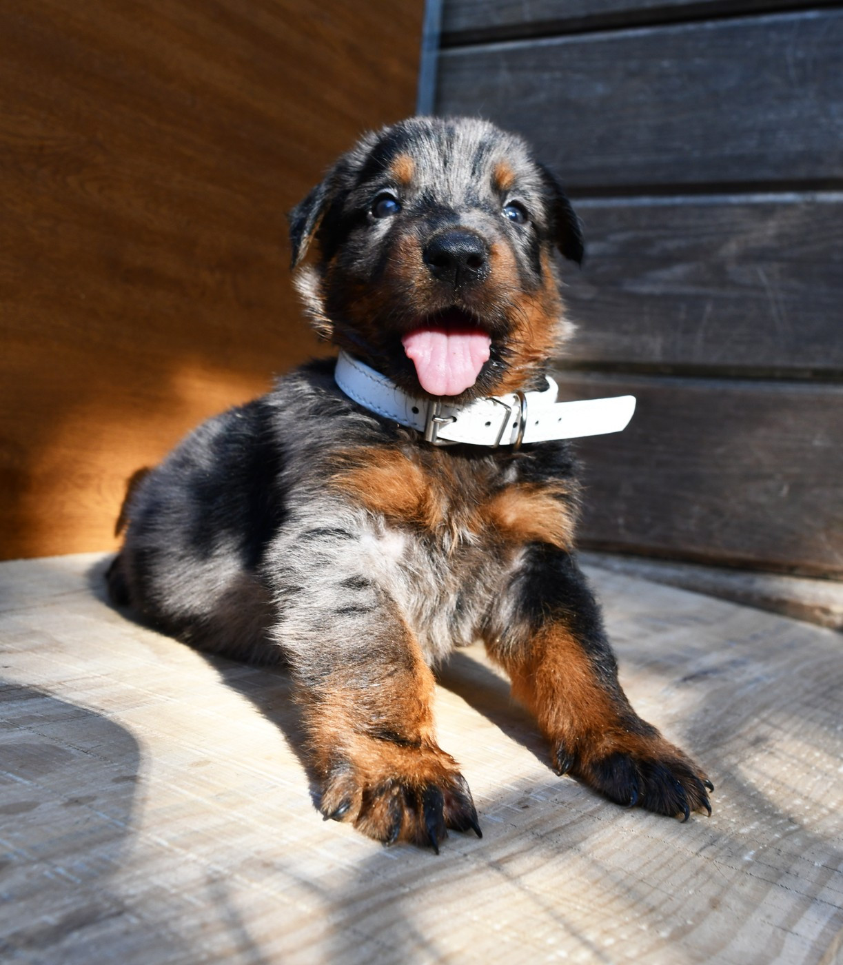 Des Gardiens De Rome - Chiots disponibles - Berger de Beauce
