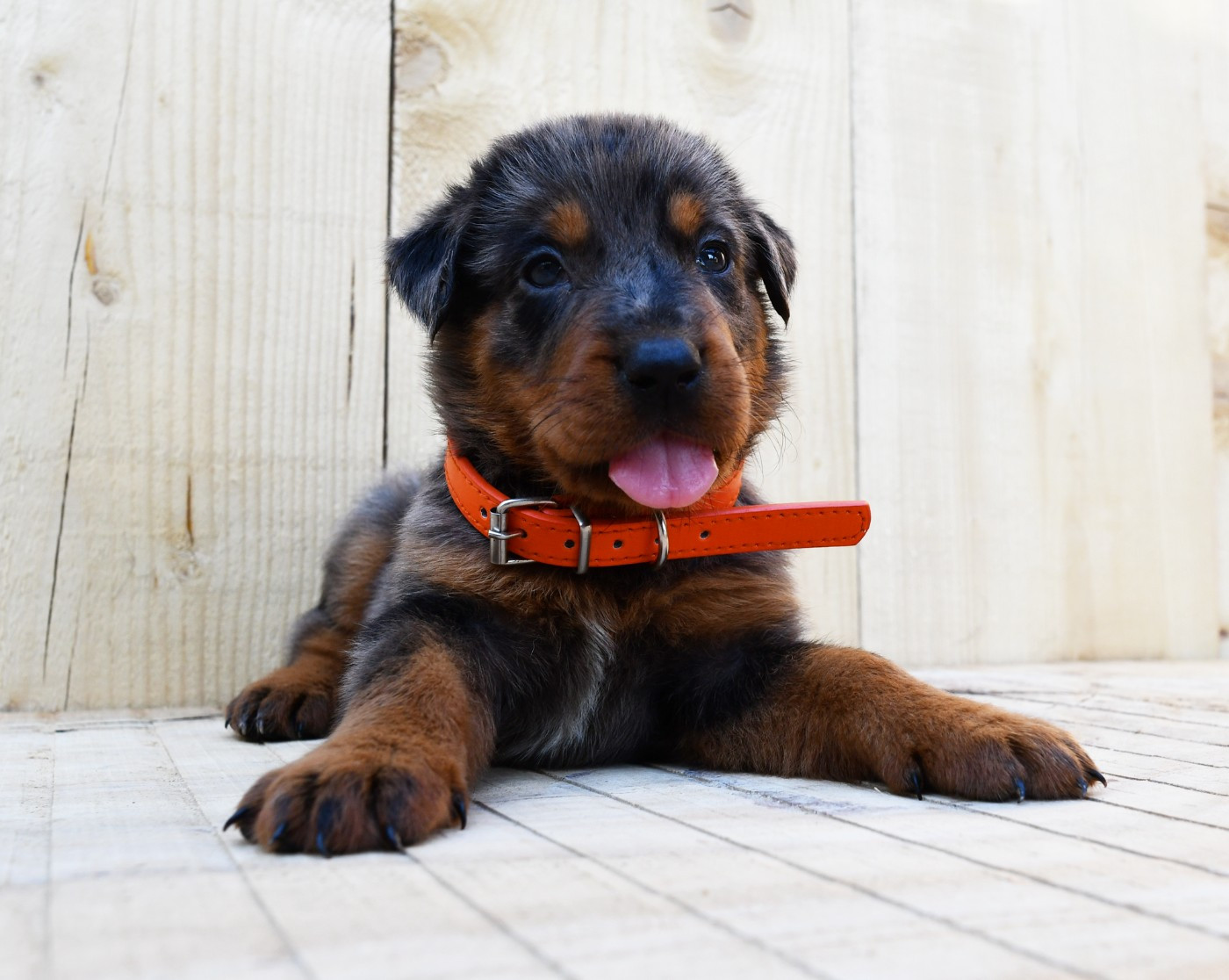 Des Gardiens De Rome - Chiots disponibles - Berger de Beauce