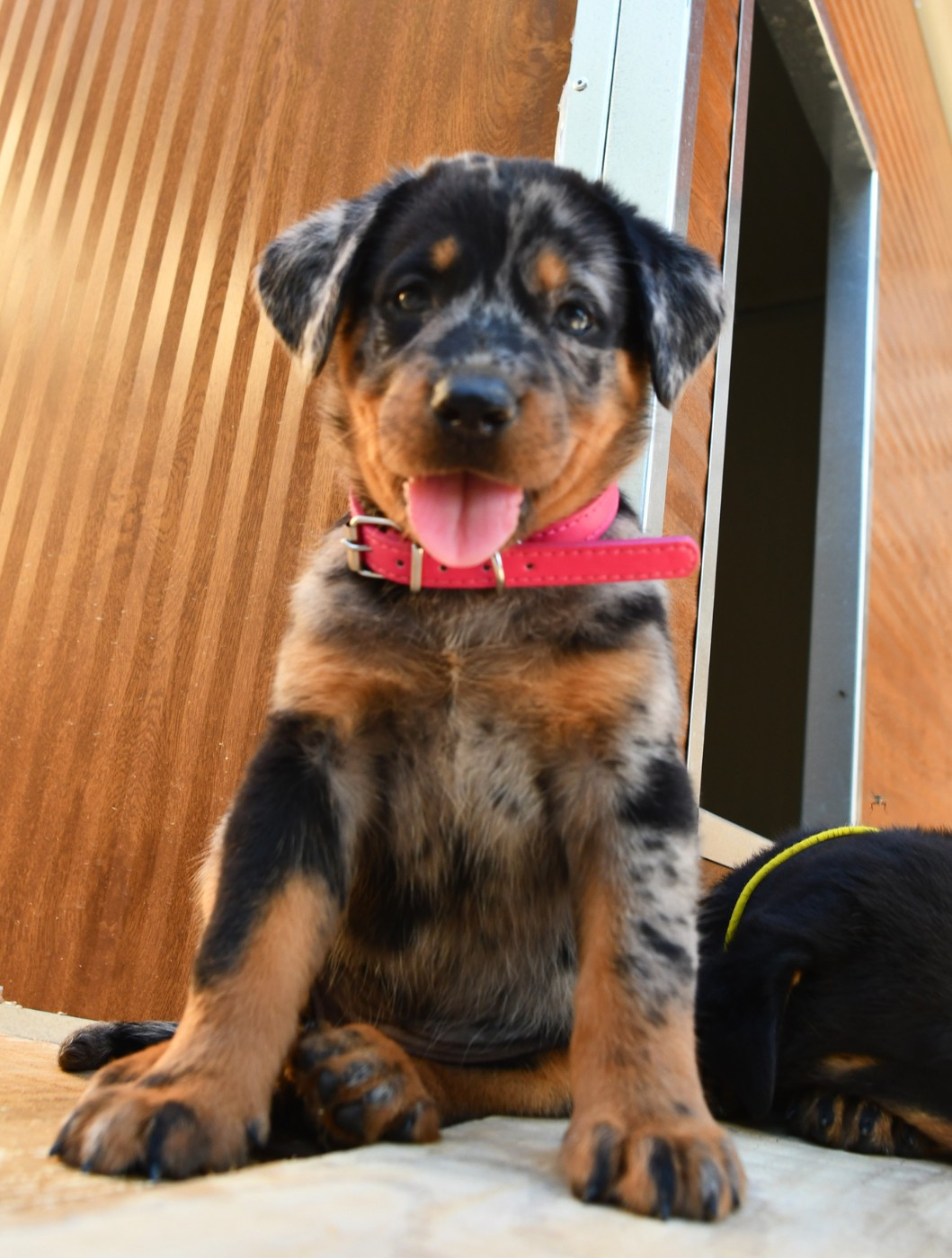Des Gardiens De Rome - Chiots disponibles - Berger de Beauce
