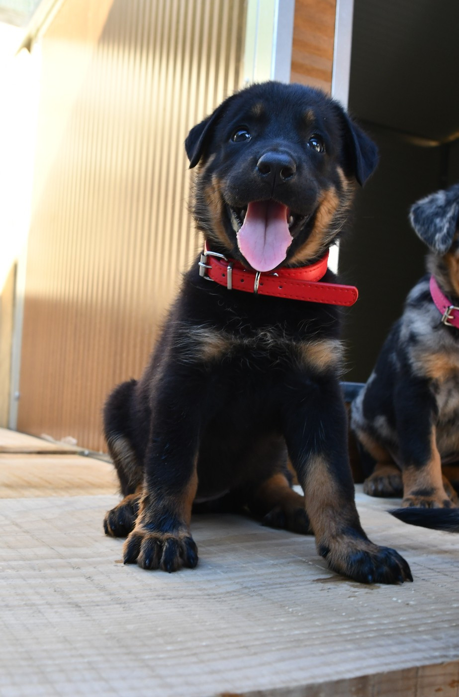 Des Gardiens De Rome - Chiots disponibles - Berger de Beauce